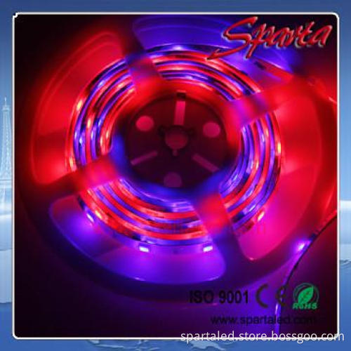 60leds/m smd 5050 led strip light IC1903 RGB